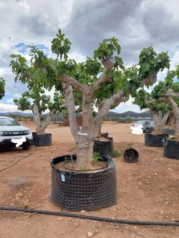 FICUS CARICA NAPOLITAINE  M.G Ø100/120cm HT220/280
