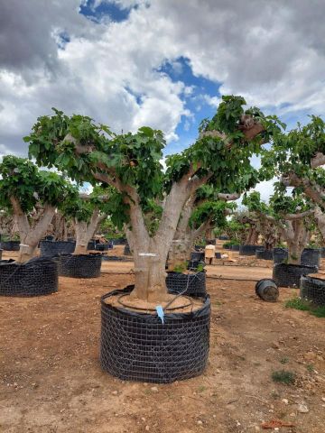 FICUS CARICA NAPOLITAINE  M.G Ø100/120cm HT220/280