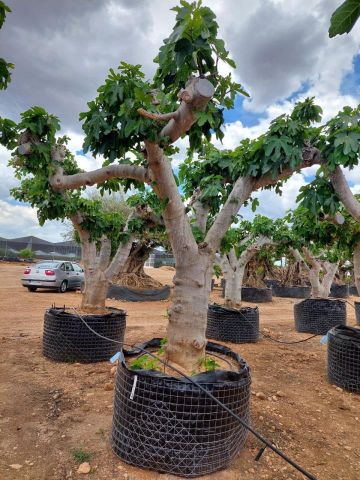 FICUS CARICA NAPOLITAINE  M.G Ø100/120cm HT220/280