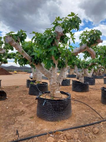 FICUS CARICA NAPOLITAINE  M.G Ø100/120cm HT220/280