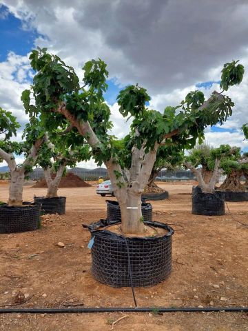 FICUS CARICA NAPOLITAINE  M.G Ø100/120cm HT220/280