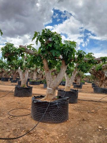 FICUS CARICA NAPOLITAINE  M.G Ø100/120cm HT220/280