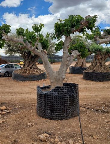 FICUS CARICA NAPOLITAINE  M.G Ø100/120cm HT220/280