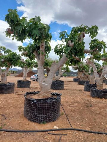 FICUS CARICA NAPOLITAINE  M.G Ø100/120cm HT220/280