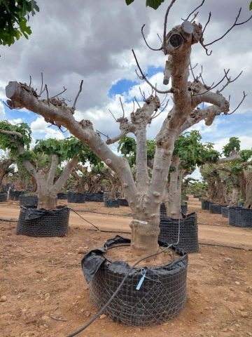 FICUS CARICA NAPOLITAINE  M.G Ø100/120cm HT220/280