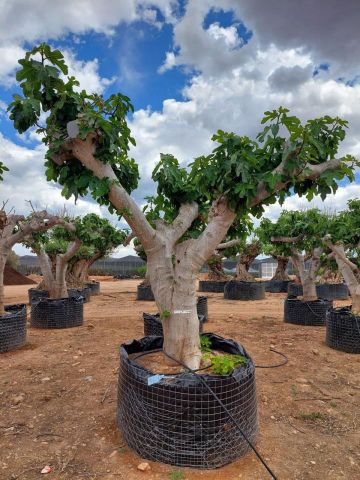 FICUS CARICA NAPOLITAINE  M.G Ø100/120cm HT220/280
