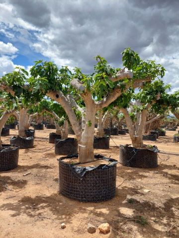 FICUS CARICA NAPOLITAINE  M.G Ø100/120cm HT220/280