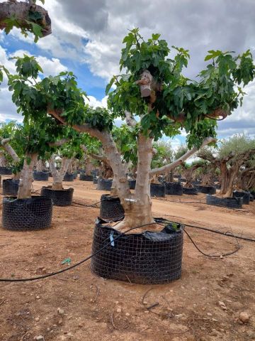 FICUS CARICA NAPOLITAINE  M.G Ø100/120cm HT220/280