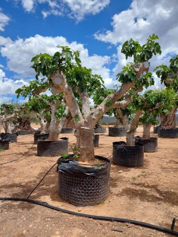 FICUS CARICA NAPOLITAINE  M.G Ø100/120cm HT220/280
