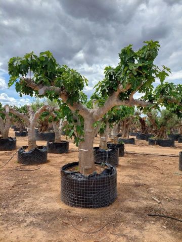 FICUS CARICA NAPOLITAINE  M.G Ø100/120cm HT220/280
