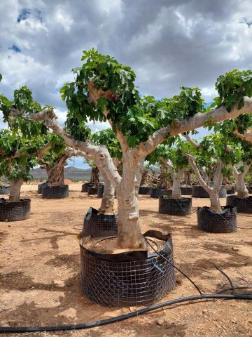 FICUS CARICA NAPOLITAINE  M.G Ø100/120cm HT220/280