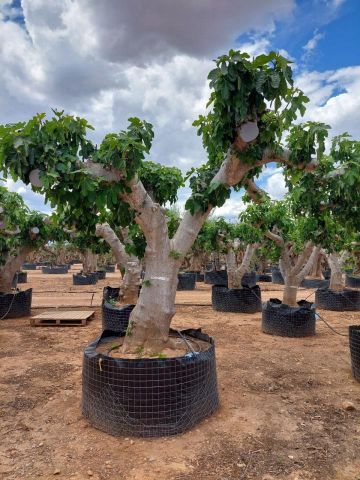FICUS CARICA NAPOLITAINE  M.G Ø100/120cm HT220/280