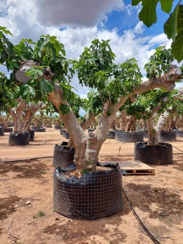 FICUS CARICA NAPOLITAINE  M.G Ø100/120cm HT220/280