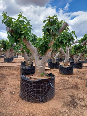 FICUS CARICA NAPOLITAINE  M.G Ø100/120cm HT220/280