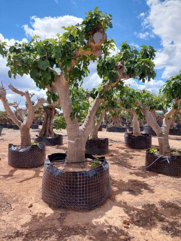 FICUS CARICA NAPOLITAINE  M.G Ø100/120cm HT220/280