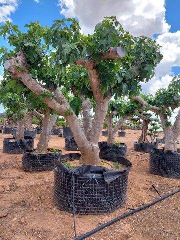 FICUS CARICA NAPOLITAINE  M.G Ø100/120cm HT220/280