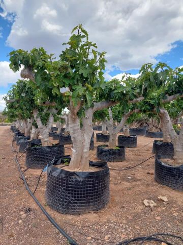 FICUS CARICA NAPOLITAINE  M.G Ø100/120cm HT220/280