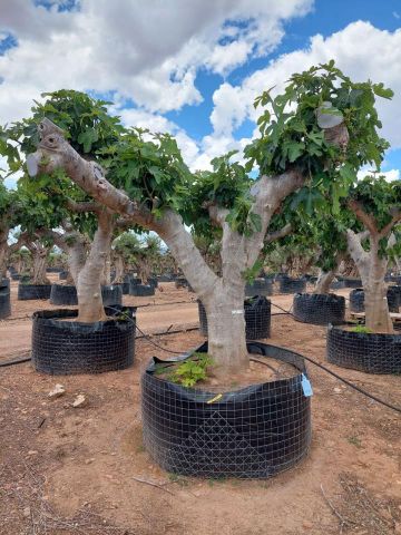 FICUS CARICA NAPOLITAINE  M.G Ø100/120cm HT220/280