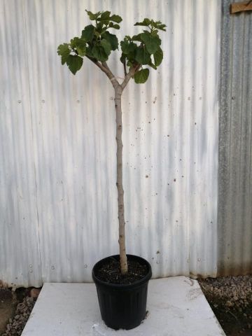 FICUS CARICA NAPOLITAINE  D20L - 32cm  TR10/12  HT
