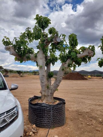FICUS CARICA NAPOLITAINE  M.G Ø120/140cm HT220/280