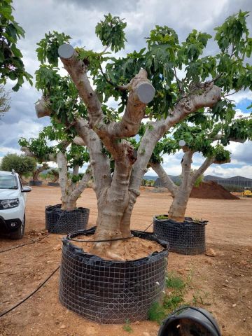FICUS CARICA NAPOLITAINE  M.G Ø120/140cm HT220/280