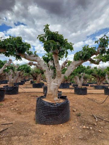 FICUS CARICA NAPOLITAINE  M.G Ø120/140cm HT220/280