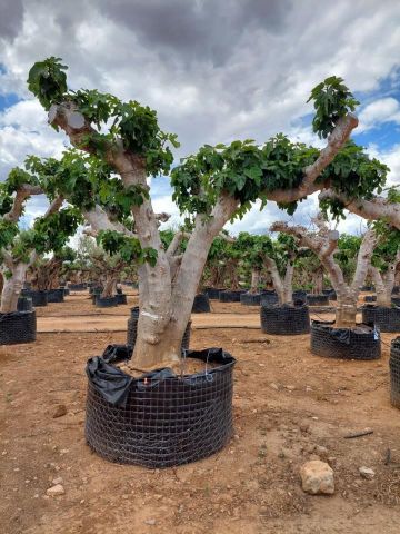 FICUS CARICA NAPOLITAINE  M.G Ø120/140cm HT220/280