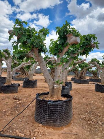FICUS CARICA NAPOLITAINE  M.G Ø120/140cm HT220/280