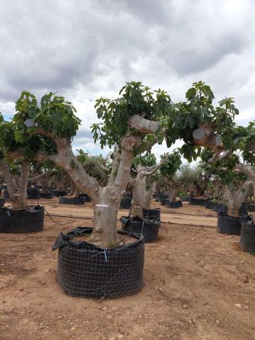 FICUS CARICA NAPOLITAINE  M.G Ø120/140cm HT220/280