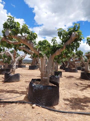 FICUS CARICA NAPOLITAINE  M.G Ø120/140cm HT220/280