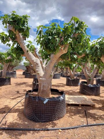 FICUS CARICA NAPOLITAINE  M.G Ø120/140cm HT220/280