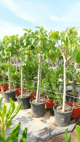 FICUS CARICA GOUTTE MIEL  D24L - 32cm  TR12/14 HT1