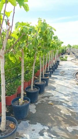 FICUS CARICA NAPOLITAINE  D24L - 32cm  TR12/14  HT