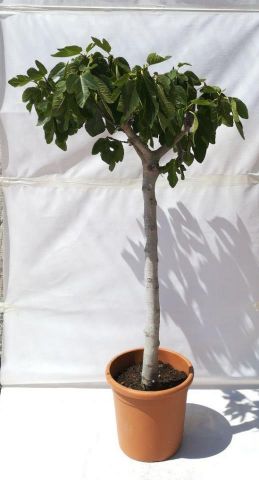 FICUS CARICA GOUTTE MIEL  D24L- 37cm  TR14/16  HT1