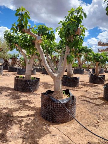 FICUS CARICA NAPOLITAINE  M.G Ø60/80cm HT220/280