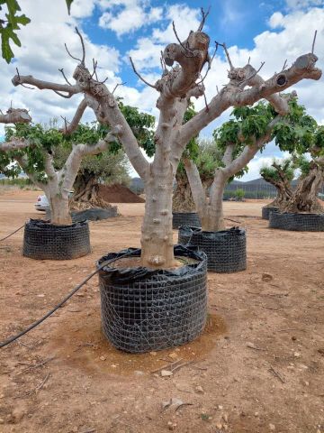 FICUS CARICA NAPOLITAINE  M.G Ø80/100cm HT220/280