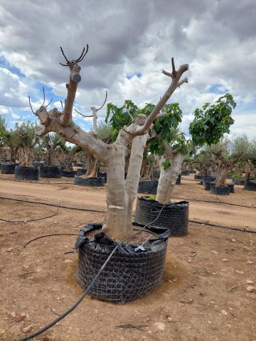 FICUS CARICA NAPOLITAINE  M.G Ø80/100cm HT220/280