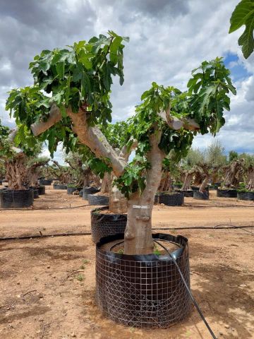 FICUS CARICA NAPOLITAINE  M.G Ø80/100cm HT220/280