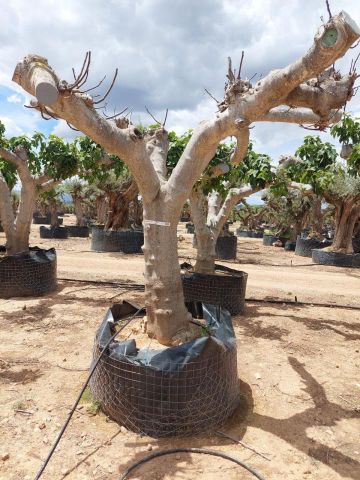FICUS CARICA NAPOLITAINE  M.G Ø80/100cm HT220/280