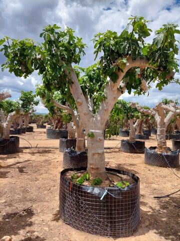FICUS CARICA NAPOLITAINE  M.G Ø80/100cm HT220/280