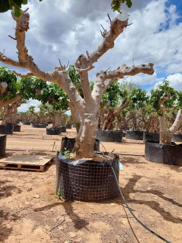 FICUS CARICA NAPOLITAINE  M.G Ø80/100cm HT220/280