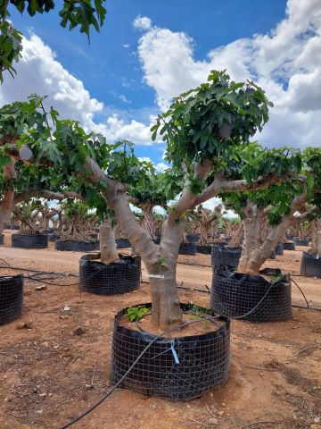 FICUS CARICA NAPOLITAINE  M.G Ø80/100cm HT220/280