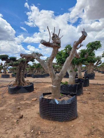FICUS CARICA NAPOLITAINE  M.G Ø80/100cm HT220/280