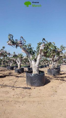 FICUS CARICA NAP. M.G REF.01 TRØ/+120cm HT250/280