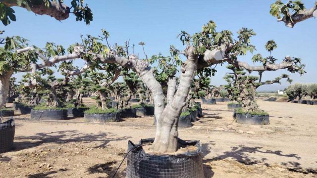 FICUS CARICA NAP. M.G REF.02 TRØ/+120cm HT250/280