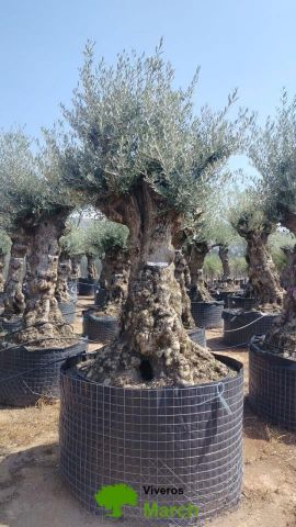 OLEA EUROPAEA-BONSAI-ALTO 270/350 HT 100/120 TR