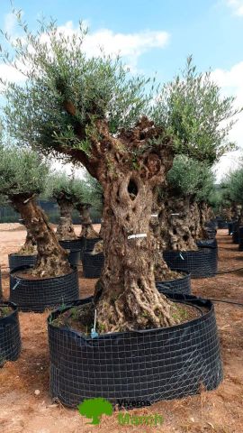OLEA EUROPAEA-BONSAI-ALTO 270/350 120/140 TR