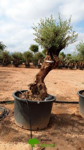 OLEA EUROPAEA BONSAI C600L 100/120 HT200/250
