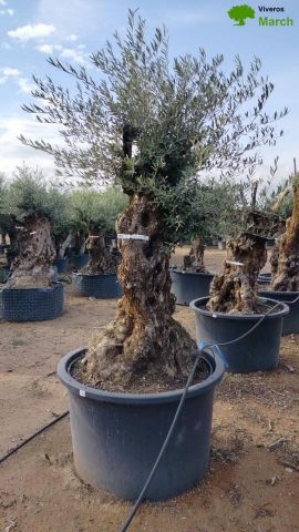 OLEA EUROPAEA BONSAI C600L 100/120 HT200/250