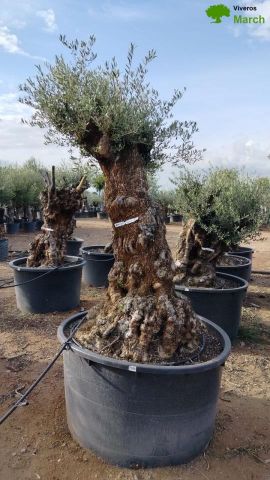 OLEA EUROPAEA BONSAI C600L 100/120 HT200/250